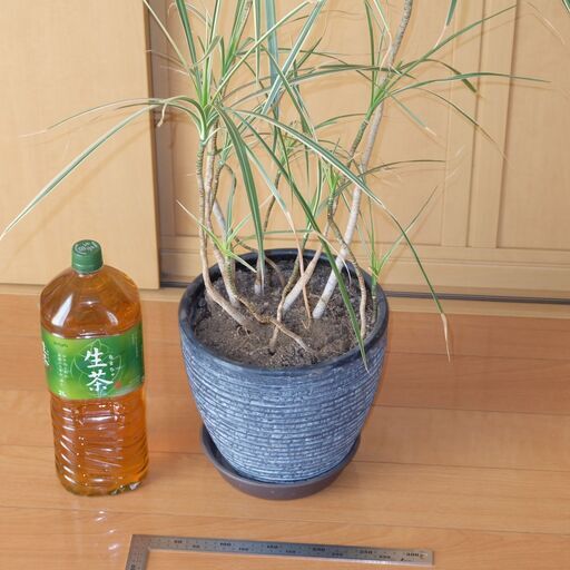 観葉植物 ドラセナ コンシンネ ホワイボリー ホワイトボリー 鉢付き｜便利・家庭用に最適 返品可能 当日発送 バイク その他