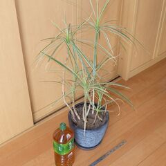 観葉植物 ドラセナ コンシンネ ホワイボリー ホワイトボリー 鉢付きの画像