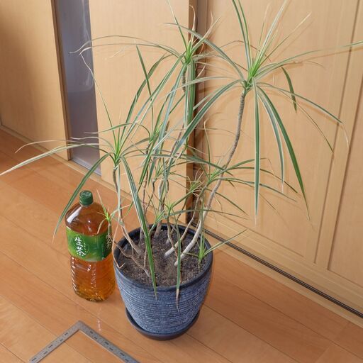 観葉植物 ドラセナ コンシンネ ホワイボリー ホワイトボリー 鉢付き｜便利・家庭用に最適 返品可能 当日発送 バイク その他