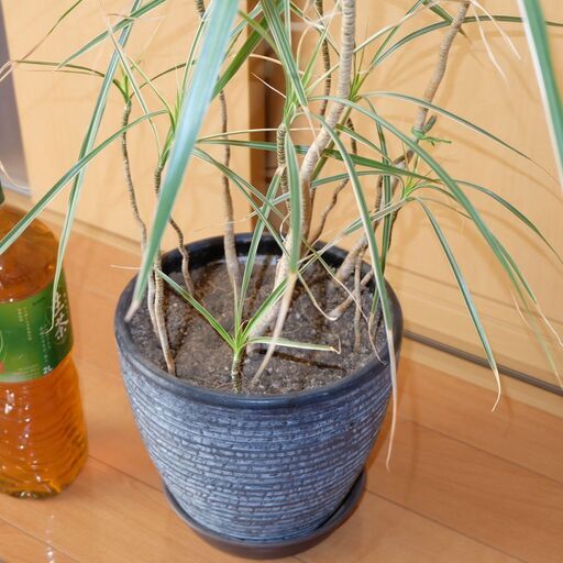 観葉植物 ドラセナ コンシンネ ホワイボリー ホワイトボリー 鉢付き｜便利・家庭用に最適 返品可能 当日発送 バイク その他
