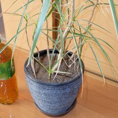 観葉植物 ドラセナ コンシンネ ホワイボリー ホワイトボリー 鉢付きの画像