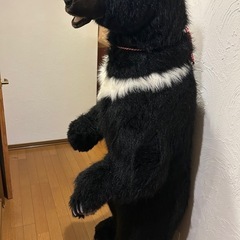 実物大の熊のオブジェ✨熊の注意喚起にも❗️の画像