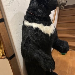 実物大の熊のオブジェ✨熊の注意喚起にも❗️の画像