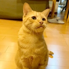 ※永年預かり対象猫【まーちゃん♀】