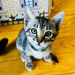 2ヶ月くらいの男の子3匹