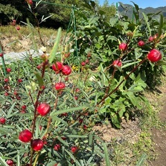 生活困窮者0円     有機野菜いろいろ オーガニック の画像