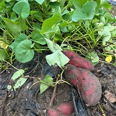 生活困窮者0円     有機野菜いろいろ オーガニック の画像