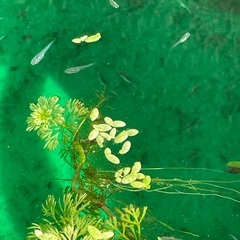 　メダカの稚魚の画像