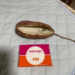 アケビ　　　　　秋の味覚　レアな果実の画像