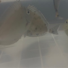 テングハギの画像
