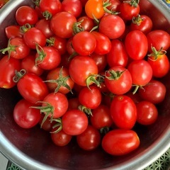 予約終了します　⑩ミニトマト1kg その2の画像
