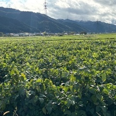 丹波篠山産　黒枝豆　秋の旬　おいしい　甘い　実が大きいの画像
