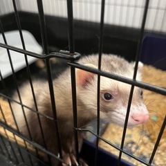 フェレット(ぐー)の里親を探しています