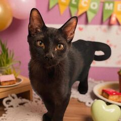 10月12日(日)🩷三鷹で猫の譲渡会🩷黒猫の男の子　生後4ヶ月　...