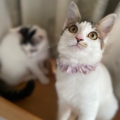 シロキジの2匹　優しいずっとの家族を探しています