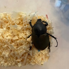 アトラスオオカブト メス単の画像
