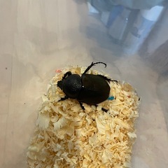 アトラスオオカブト メス単の画像
