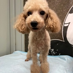 ブリード卒業わんちゃん（代理投稿です）