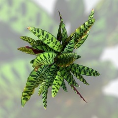 観葉植物　カラテア　ランキフォリア　インシグニスの画像
