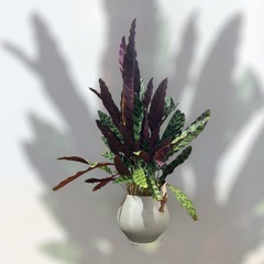 観葉植物　カラテア　ランキフォリア　インシグニスの画像