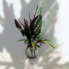 観葉植物　カラテア　ランキフォリア　インシグニスの画像