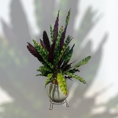 観葉植物　カラテア　ランキフォリア　インシグニスの画像