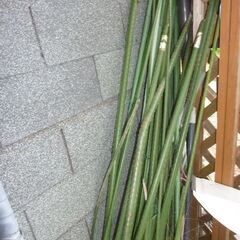 家庭菜園で使用して居た棒　本数不明　サイズ不明　使えない物も含まれて居ます（全てを持ち帰る方限定）の画像