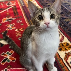 【動画あり】☆沖縄から来た7月生まれの子猫3匹☆初期医療済み