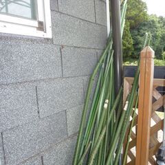 家庭菜園で使用して居た棒　本数不明　サイズ不明　使えない物も含まれて居ます（全てを持ち帰る方限定）の画像