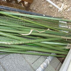 家庭菜園で使用して居た棒　本数不明　サイズ不明　使えない物も含まれて居ます（全てを持ち帰る方限定）の画像