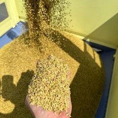 格安　新米　ひとめぼれ　5kg B級米　熊谷市の画像