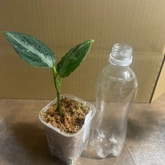 アグラオネマ　ピクタム　トリカラーの画像