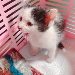 1ヶ月弱オス♂🐱