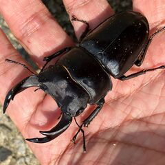 ☆阿古谷産オオクワガタ新成虫ペアその５☆♂72、♀44（配送の場合着払い）の画像