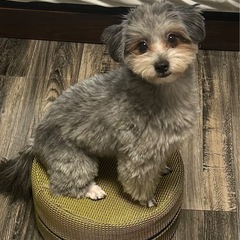 ローテーブル幅100cm 片側引出しタイプの画像