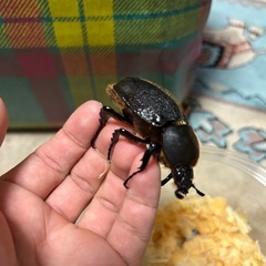 ヘラクレス　リッキー　幼虫　5匹セット　①
の画像