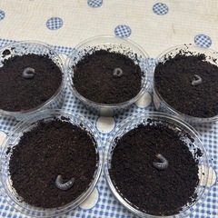 ヘラクレス　リッキー　幼虫　5匹セット　①
の画像