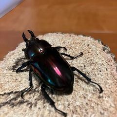 ニジイロクワガタペア①
　レッド強めの画像