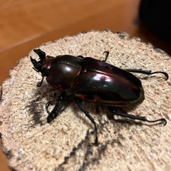 ニジイロクワガタペア①
　レッド強めの画像