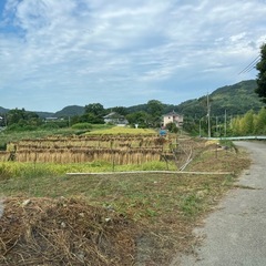 藁の画像