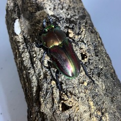 ニジイロクワガタレッドペア②の画像