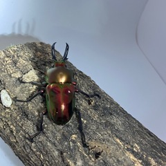 ニジイロクワガタレッドペア②の画像