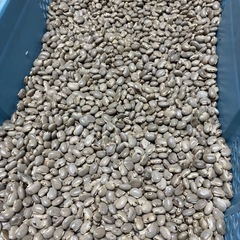 升豆　ムクナ豆　3キロ　健康食品　スーパーフード　自然栽培　健康維持にの画像