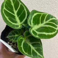 アンスリウムドラヤキの画像