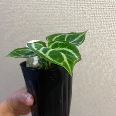 アンスリウムドラヤキの画像