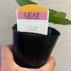 アンスリウムドラヤキの画像