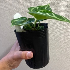 アンスリウムドラヤキの画像