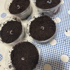 ヘラクレス　リッキー　幼虫　5匹セット　2②の画像