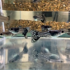 国産グッピー ブラックメタルレース　2ペア 
の画像