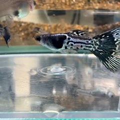 国産グッピー ブラックメタルレース　2ペア 
の画像